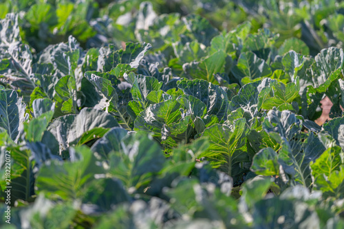 Foto Vibrant green broccoli fields basking under the warm sun showcasing the beauty o