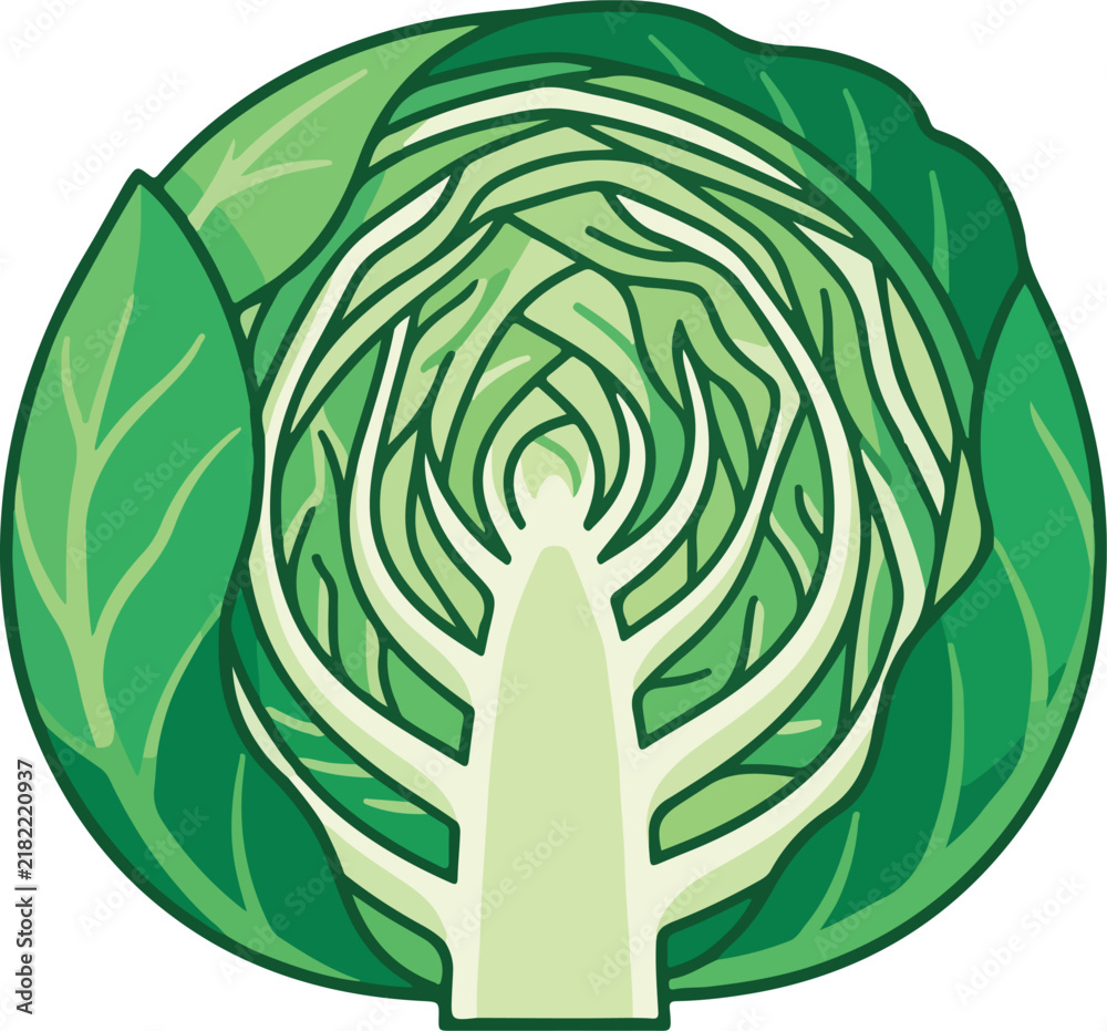 Obraz premium Cross section of a vibrant green cabbage showing layered leaves and core structure
