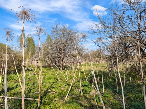 Cuadro en lienzo Dry stalks of invasive giant hogweed in an abandoned rural garden in spring