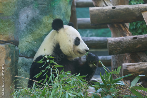 Fotografía giant panda gripping a fresh bamboo stalk with its sharp claws, biting into it with focused determination against a lush green rock backdrop