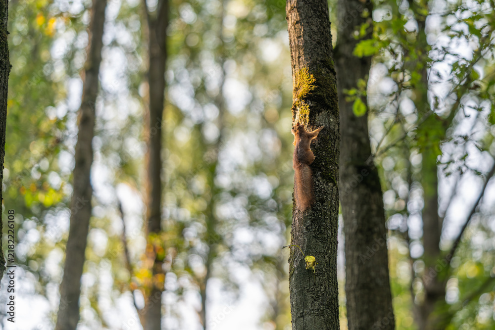 Fototapeta premium Squirrel climbing a tall tree in a sunlit forest during a peaceful afternoon