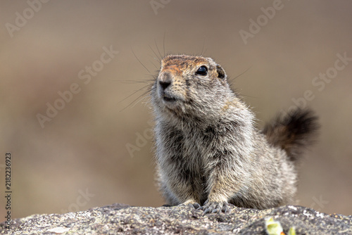 Cuadro en lienzo arctic ground squirrel near kamchatka volcano