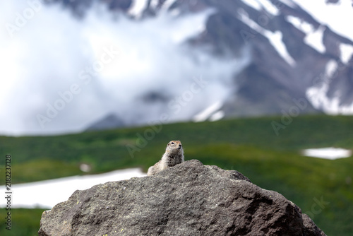 Foto arctic ground squirrel near kamchatka volcano