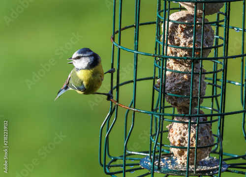 фотографія Blue tit clinging to a bird fat ball feeder