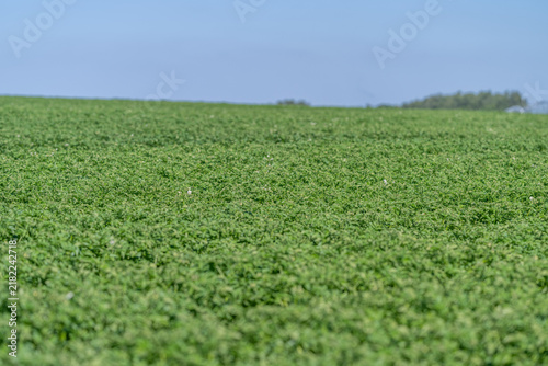Bild auf Leinwand Bountiful fields of gala potatoes basking under the sun showcase nature's beauty