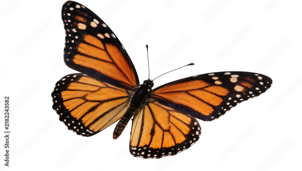 Obraz premium Orange monarch butterfly with black veins and white spots, isolated on transparent background