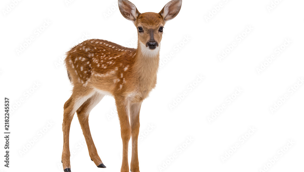 Obraz premium Spotted fawn standing alert, isolated on transparent background