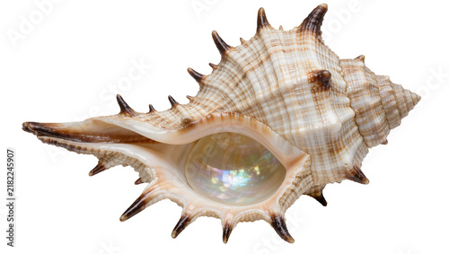 Fotografía Spiky seashell with iridescent pearl inside, isolated on transparent background