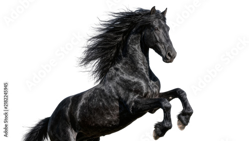 Fotografía Majestic black Friesian horse rearing up, isolated on transparent background