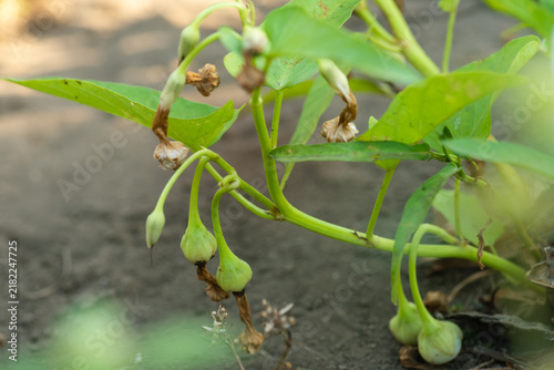 Unopened water spinach flower buds, scientifically known as Ipomoea aquatica, growing on green kangkung vines in a tropical garden environment with natural soft focus background.