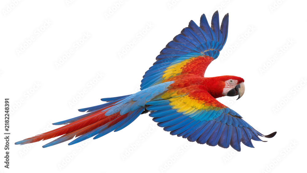 Obraz premium Colorful scarlet macaw parrot in flight, isolated on transparent background