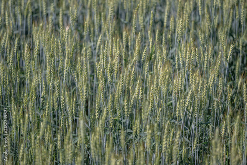 Obraz na plátně Golden fields sway gently in the breeze as the sun sets behind a picturesque hor