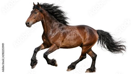 Fotografie Majestic brown horse with flowing black mane and tail, galloping freely isolated