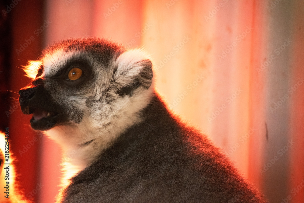 Fototapeta premium this is a close up of a ring tailed lemur