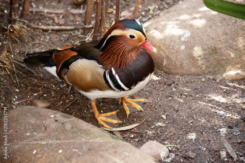 Принти на полотні this is a side view of a mandarin duck