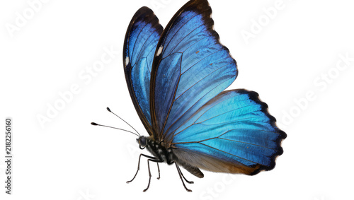 Konstfotografi Vibrant blue morpho butterfly with intricate wing patterns, isolated on transpar
