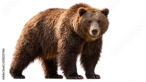 фотографія Massive brown grizzly bear standing, isolated on transparent background
