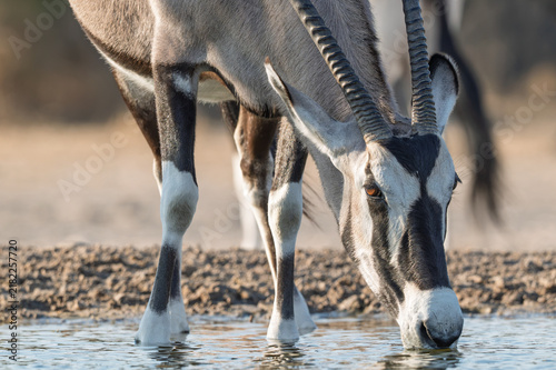 Obraz na plátne Close‑Up Oryx Drinking at Kalahari Waterhole