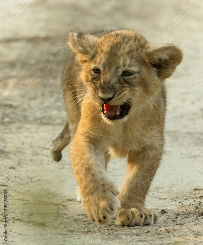 Canvas Print Asiatic lion, Panthera leo leo