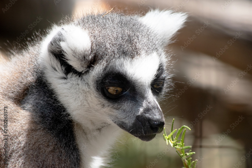 Fototapeta premium the ring tailed lemur is eating bush