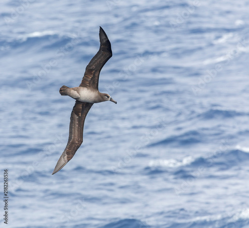 Bild auf Leinwand Black-footed Albatross, Phoebastria nigripes