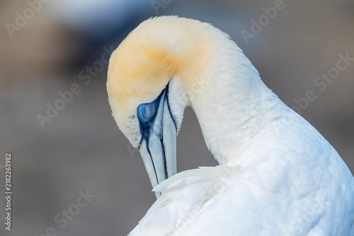 Foto Australasian Gannet, Morus serrator
