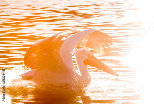 Bild auf Leinwand Dalmatian Pelican, Pelecanus crispus