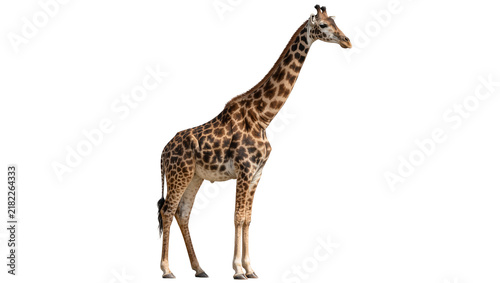 Photography Tall spotted giraffe standing, isolated on transparent background