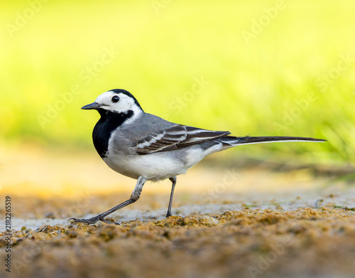 Bild auf Leinwand White Wagtail, Motacilla alba