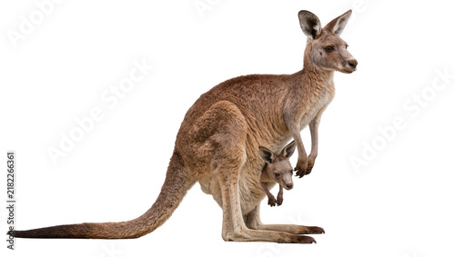 Obraz na plátně Mother kangaroo with joey in pouch, isolated on transparent background