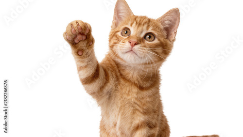 Ginger tabby kitten raising paw, isolated on transparent background
