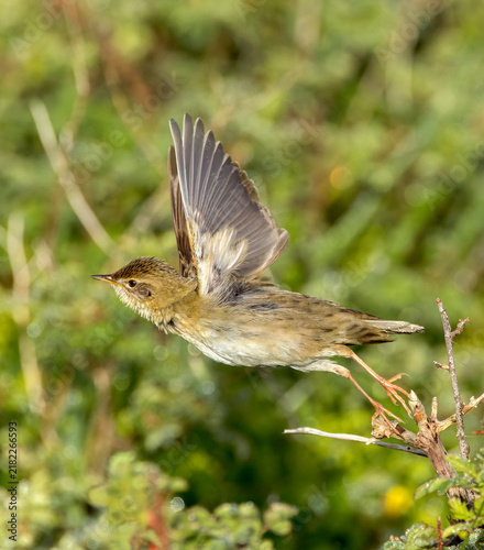 Common Grasshopper Warbler, Locustella naevia