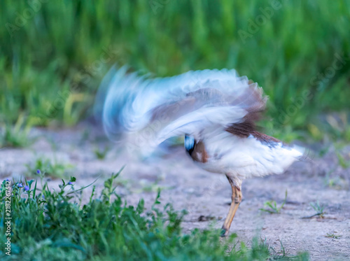 Konstfotografi Little Bustard, Tetrax tetrax