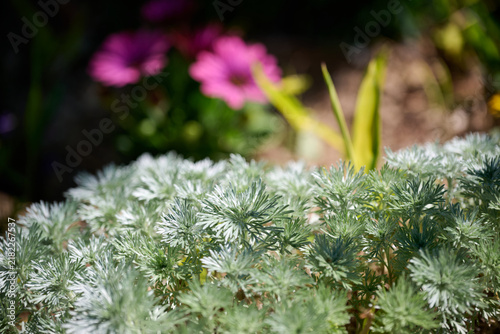 Konstfotografi Silver mound artemisia with soft silvery foliage growing in a sunny garden