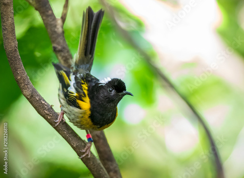 Foto Stitchbird, Notiomystis cincta