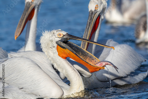 Foto Dalmatian Pelican, Pelecanus crispus
