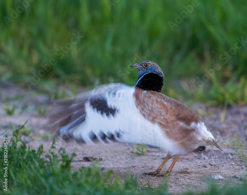 Bild auf Leinwand Little Bustard, Tetrax tetrax