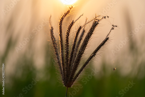 Wild grass seed head covered fine spiderweb strands glowing warm golden sunlight at sunset against soft natural meadow background