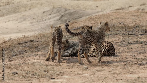 a cheetah mother and her 3 young cubs