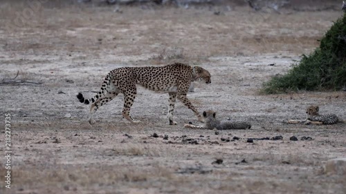 a cheetah mother walking past her 3 young cubs
