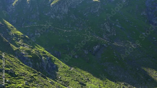Large flock of sheep crossing a steep green slope in the Carpathian Mountains of Romania