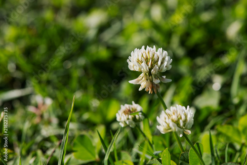 Elegant snow-white globular inflorescences of white clover (Trifolium repens) blooming against a dense green carpet of grass.