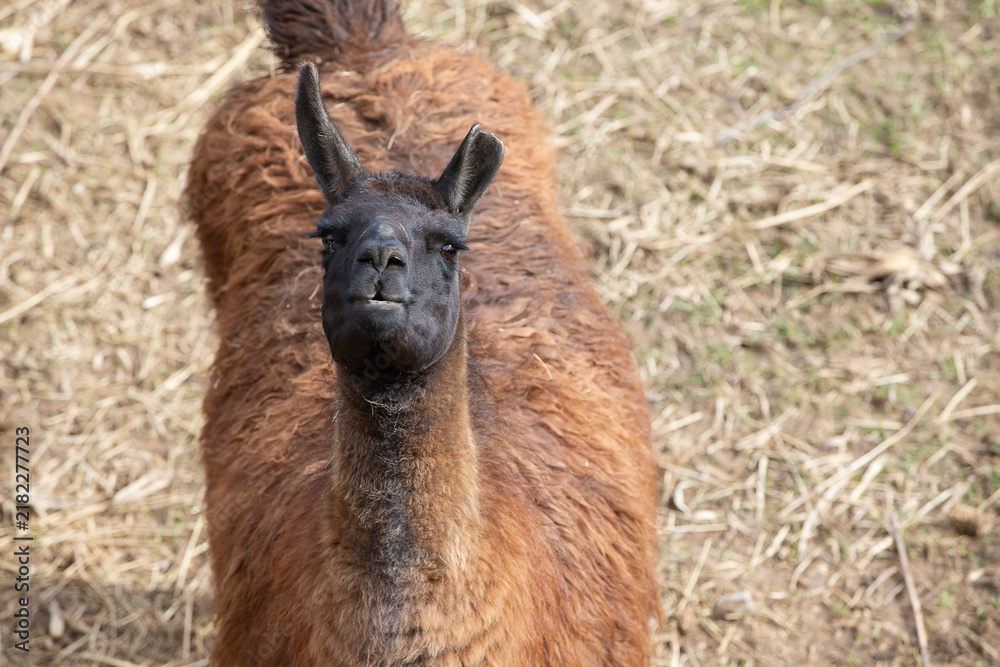 Fototapeta premium A llama with a black muzzle looks at the camera.