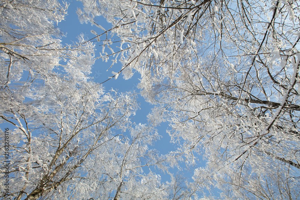 Obraz premium Snow-covered trees stretch towards the blue sky on a clear winter day in a forest setting, capturing the beauty of nature in cold weather