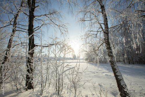 Winter morning with sun shining through bare trees in a snowy landscape