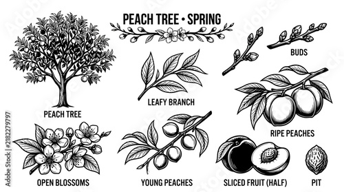 Very beautiful black and white realistic vector set of a PEACH TREE with separate tree, leafy branch, buds, open blossoms, young peaches, ripe peaches, sliced fruit, pit, and PEACH TREE • SPRING label
