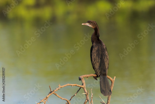 фотографія Little Cormorant, Microcarbo niger