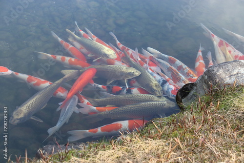 Obraz na płótnie Colorful Nishikigoi koi carp swimming in a clear pond in a Japanese garden