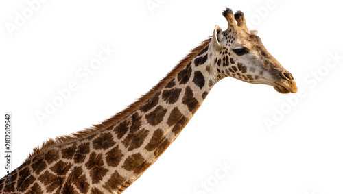 Photography Giraffe head and neck with distinctive brown patches, isolated on transparent ba