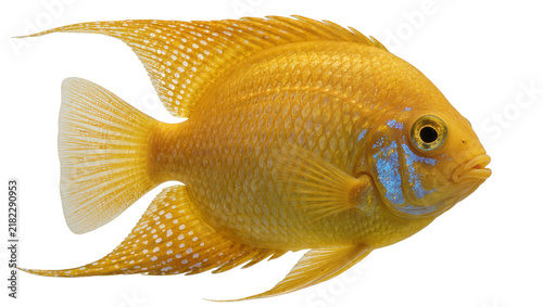 Foto Golden cichlid fish with blue markings, isolated on transparent background